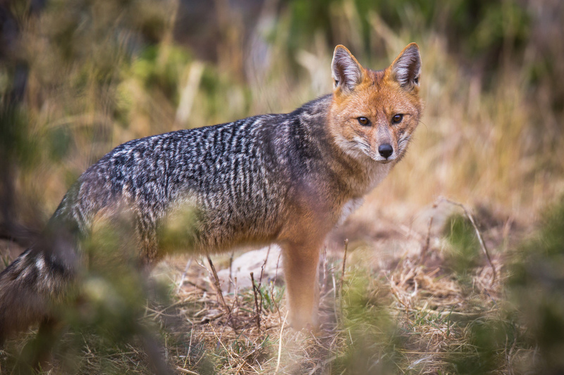 zorro_andino_AD4A2122.jpg :: Andean fox (Lycalopex culpaeus), Santa Eulalia Valley, Peru.