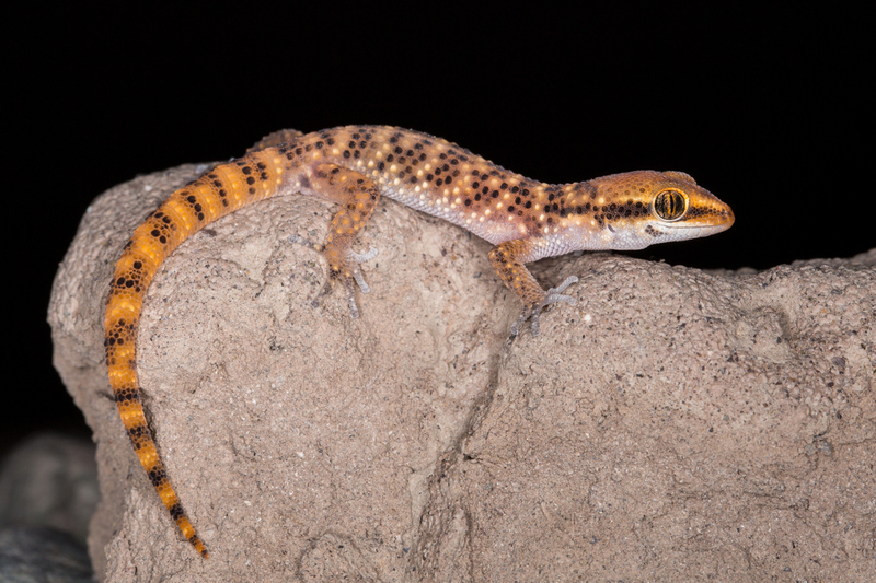 AD4A0677.jpg :: Lima Leaf-toed Gecko (Phyllodactylus sentosus). Lima - Peru.
