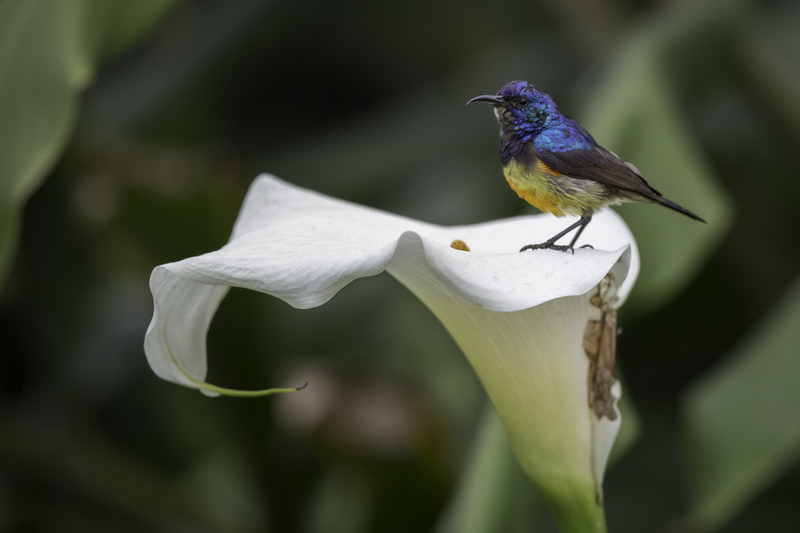 AFRICA_ave_AD4A4514.jpg :: Variable Sunbird (Cinnyris venustus), Rwanda.