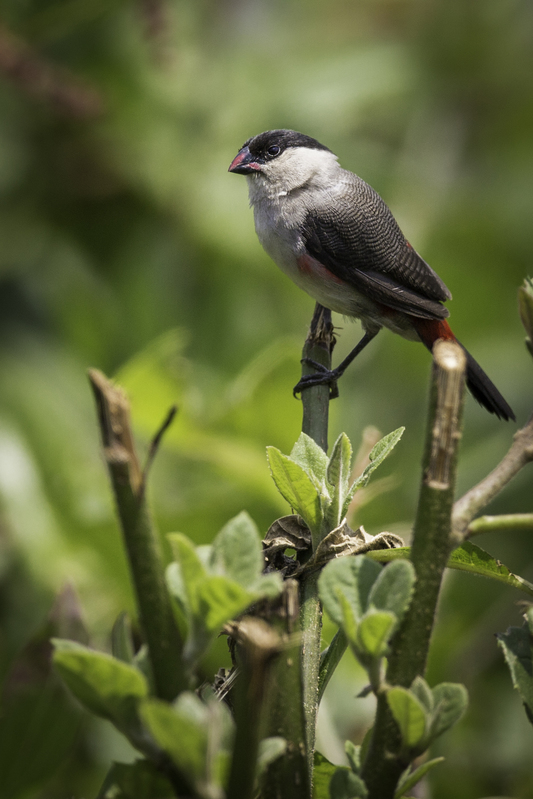 AFRICA_ave_AD4A4586.jpg :: Black-crowned Waxbill (Estrilda nonnula), Rwanda.