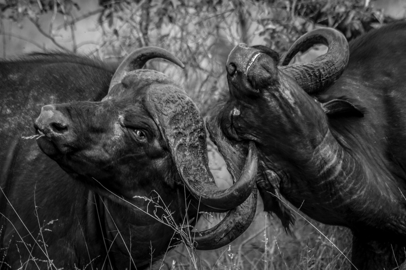 AFRICA_buffalo_IMG_7215.jpg :: African Buffalo (Syncerus caffer), Kruger National Park, South Africa.