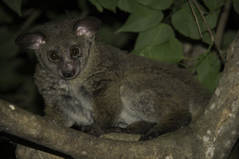 AFRICA_bush_IMG_7013.jpg :: Bushbaby, Kruger National Park, South Africa.