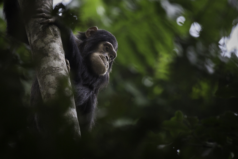 AFRICA_chimp_AD4A4826.jpg :: Chimpanzee (Pan troglodytes schweinfurthii), Nyungwe Forest National Park, Rwanda.