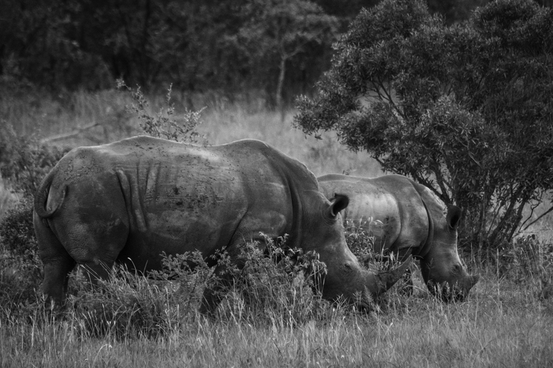 AFRICA_rhino_IMG6451.jpg :: Southern White Rhinoceros (Ceratotherium simum simum), Kruger National Park, South Africa.
