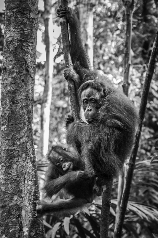 ASIA_orangutan_IMG_2936.jpg