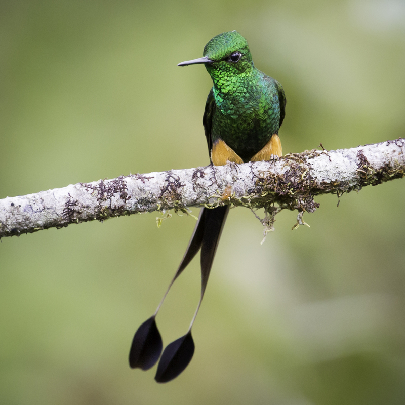 EXPO_colibriAD4A2226.jpg :: Booted Racket-tail (Ocreatus underwoodii), Fundo Alto Nieva, Alto Mayo Protected Forest, Peru.