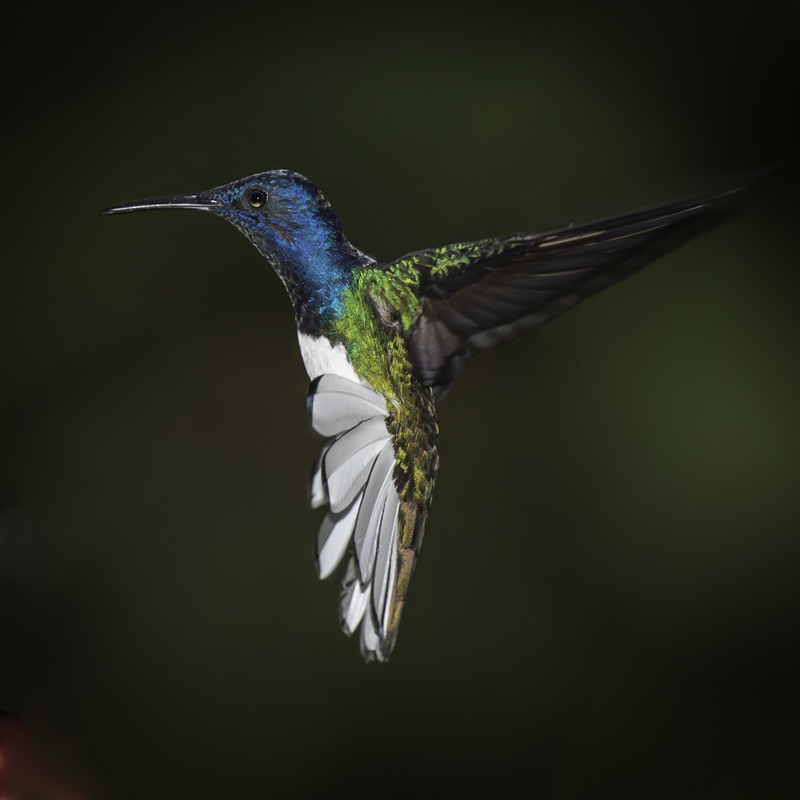 EXPO_picaflor_AD4A7709.jpg :: White-necked Jacobin (Florisuga mellivora), Cordillera Escalera Regional Conservation Area, Peru.