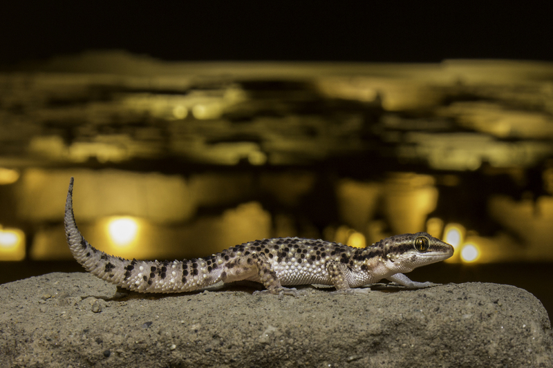 IMG_9924.jpg :: Lima Leaf-toed Gecko (Phyllodactylus sentosus). Lima - Peru.