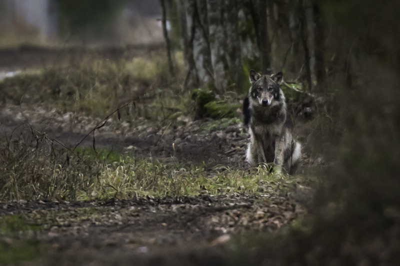Lobo.jpg :: Wild wolf (Canis lupus lupus), Bialowieza National Park, Poland.
