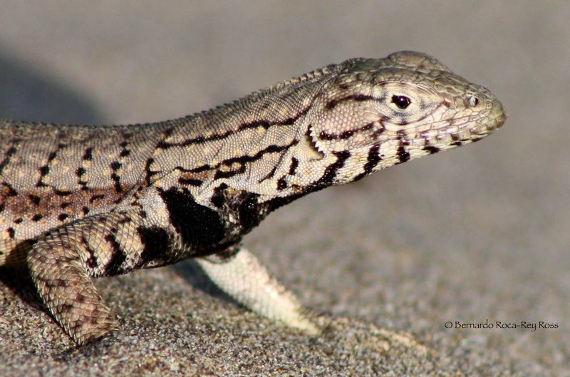 Microlophus peruvianus.jpg :: Peruvian Pacific iguana (Microlophus peruvianus). Coast of Lima, Peru.