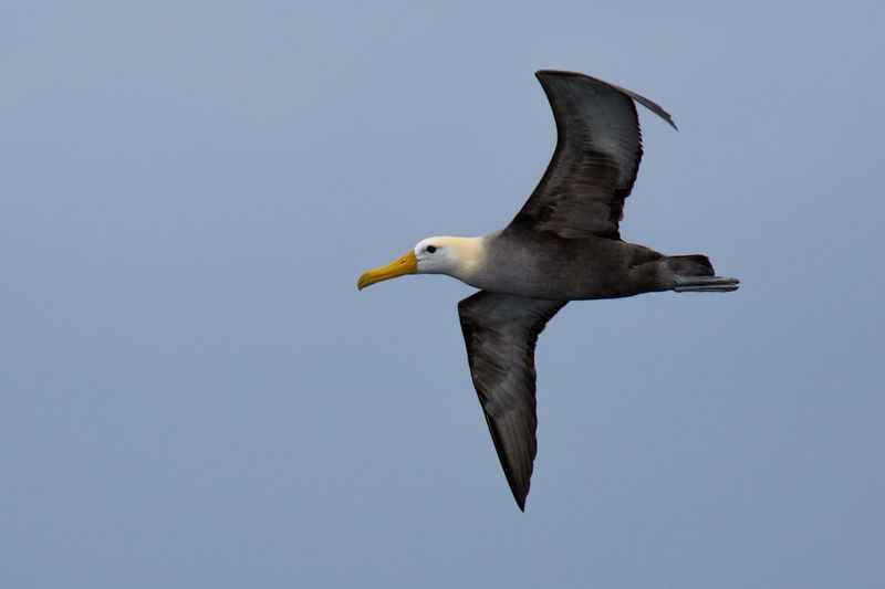 albatros_AD4A49651.jpg :: Waved Albatross (Phoebastria irrorata), Lima, Peru.