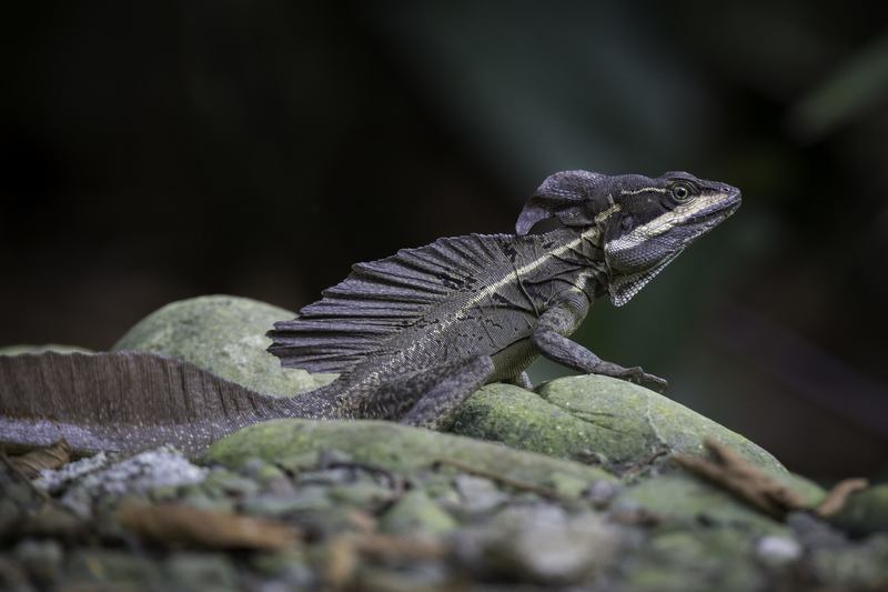 basilisco_costa_ricaAD4A5571.jpg :: Common basilisk (Basiliscus basiliscus), Costa Rica.