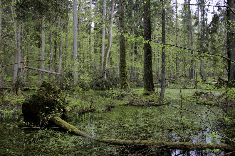 bialowieza.jpg :: Bialowieza National Park. Poland.