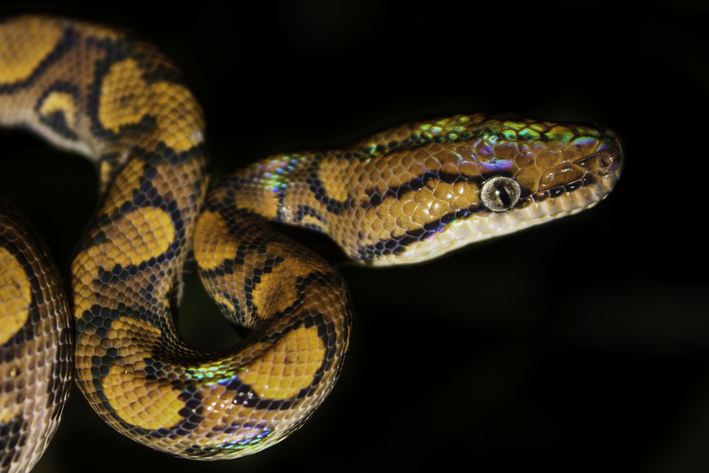 boa_IMG_4562.jpg :: Rainbow boa (Epicrates cenchria), Tambopata National Reserve, Madre de Dios, Peru.