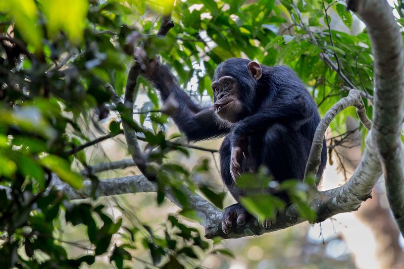 chimp_AD4A4832.jpg :: Chimpanzee (Pan troglodytes schweinfurthii), Nyungwe Forest National Park, Rwanda.