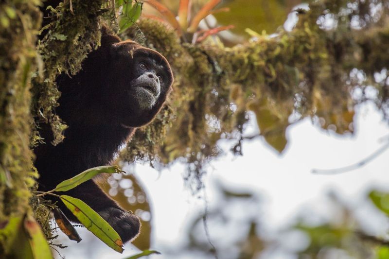 choro_AD4A65051.jpg :: Peruvian Yellow-tailed Woolly Monkey (Lagothrix flavicauda), Amazonas, Peru. Critically endangered.