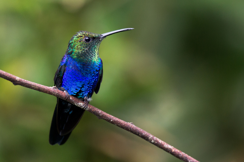colibri_AD4A2534.jpg :: Fork-tailed Woodnymph (Thalurania furcata), Cordillera Escalera Regional Conservation Area, Peru.