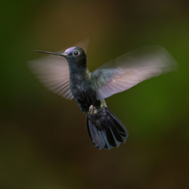 colibri_tarapoto_AD4A2715.jpg :: Blue-fronted Lancebill (Doryfera johannae), Cordillera Escalera Regional Conservation Area, Peru.