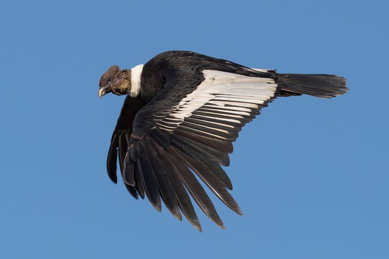 condormachovolando_AD4A0139.jpg :: Andean Condor (Vultur gryphus), San Fernando National Reserve, Peru.