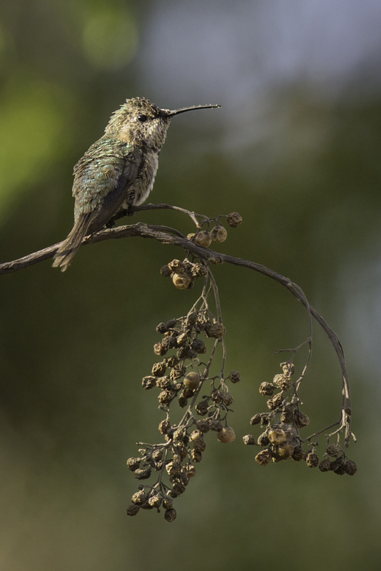 fannyAD4A5680.jpg :: Female Purple-collared Woodstar (Myrtis fanny), Lima, Peru.