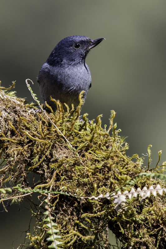 flowerpiercer_costa_ricaAD4A8435.jpg :: Slaty Flowerpiercer (Diglossa plumbea), Costa Rica.