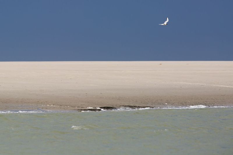gaviota.jpg :: The seagull. Northern France.