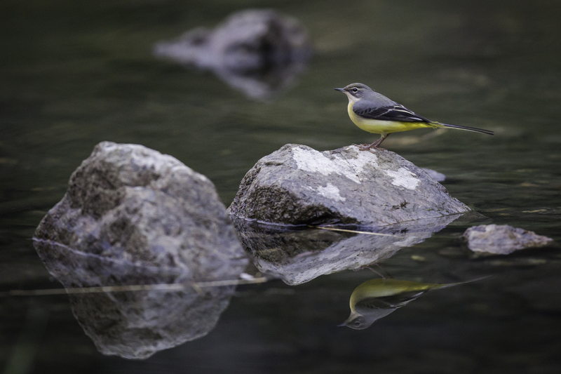 gray_wagtail.jpg :: Gray wagtail (Motacilla cinerea). Donau Auen National Park, Austria.