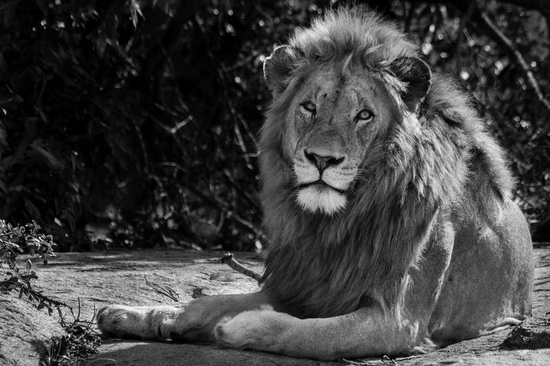 lion_IMG_6632.jpg :: Lion (Panthera leo), Kruger National Park, South Africa.
