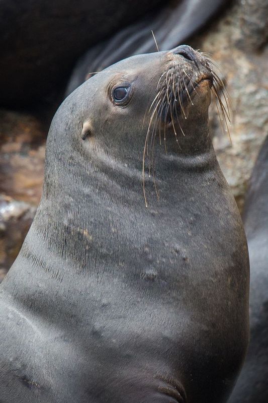 lobodemar_AD4A51061.jpg :: South American sea lion (Otaria flavescens), Palomino Islands, Peru.