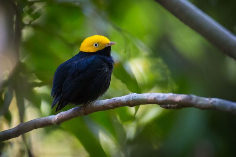manakin_AD4A80092.jpg :: Golden-headed Manakin (Ceratopipra erythrocephala), Cordillera Escalera Regional Conservation Area, Peru.