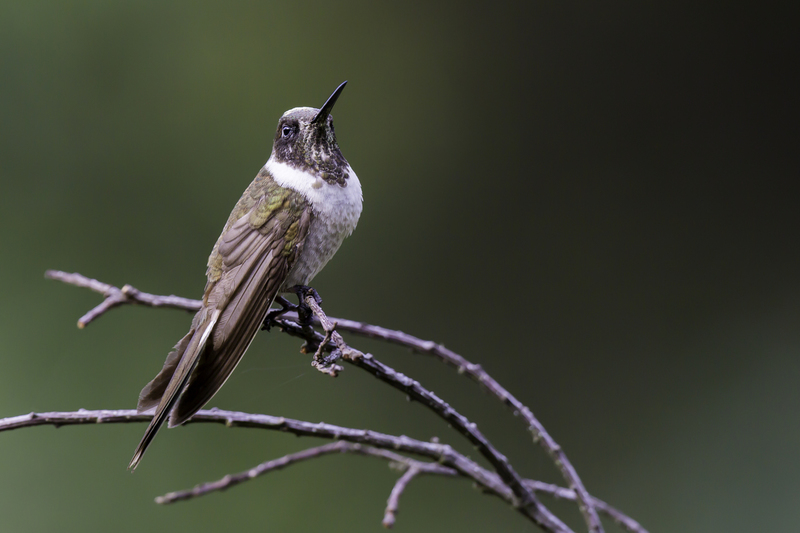 montanes_AD4A8698.jpg :: Female Bearded Mountaineer (Oreonympha nobilis), Cuzco, Peru.
