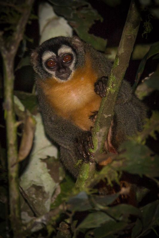 musmuqui_IMG_2828.jpg :: Night monkey (Aotus nigriceps), Tambopata National Reserve, Peru.