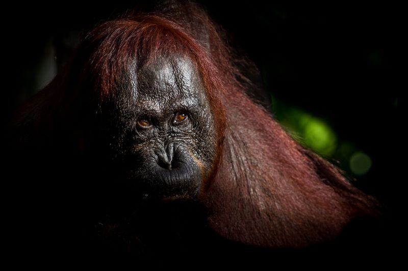 orangutan_IMG_1761.jpg :: Bornean orangutan (Pongo pygmaeus), Tanjung Puting National Park, Borneo Island, Indonesia.