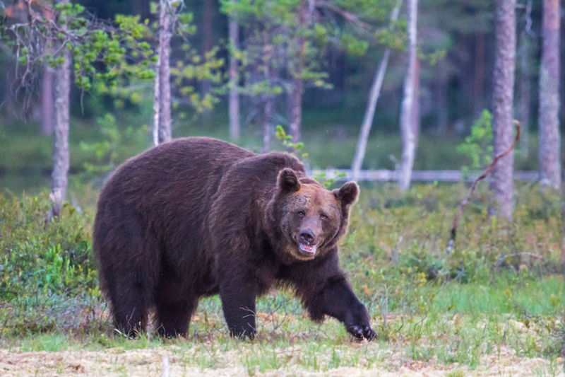 oso_pardo.jpg :: Brown bear (Ursus arctos). Finland.