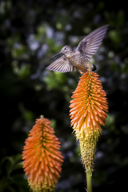patagonia_gigas_AD4A8761.jpg :: Giant Hummingbird (Patagona gigas), Cuzco, Peru.