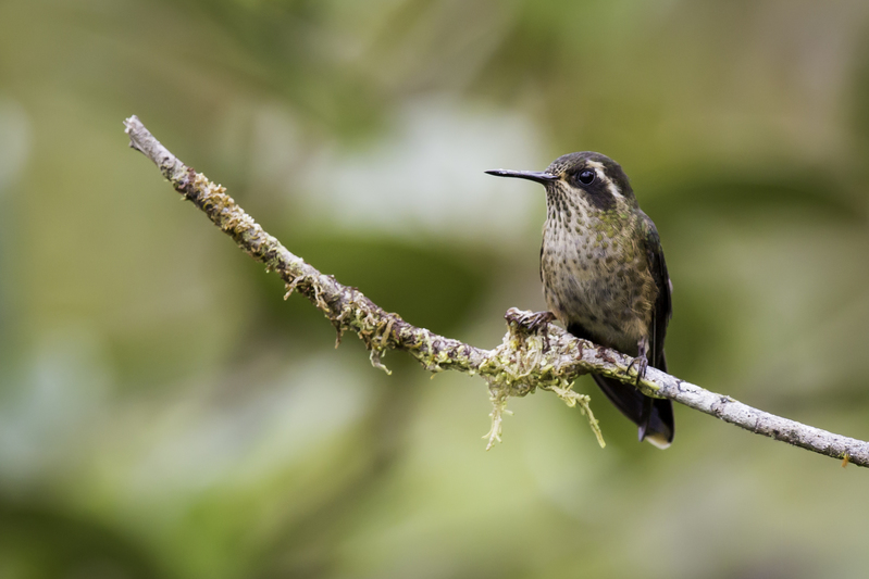 picaflor_AD4A2352.jpg :: Speckled Hummingbird (Adelomyia melanogenys), Fundo Alto Nieva, Alto Mayo Protected Forest, Peru.