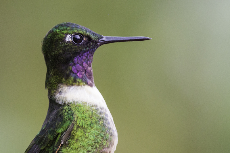 picaflor_AD4A2832.jpg :: Amethyst-throated Sunangel (Heliangelus amethysticollis), Fundo Alto Nieva, Alto Mayo Protected Forest, Peru.