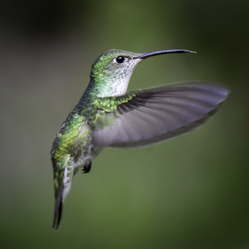 picaflor_AD4A9504.jpg :: White-bellied Hummingbird (Amazilia chionogaster), Cuzco, Peru.