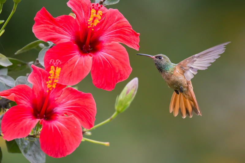 picaflor_amazilia_AD4A1942.jpg :: Amazilia Hummingbird (Amazilia amazilia), Lima, Peru.