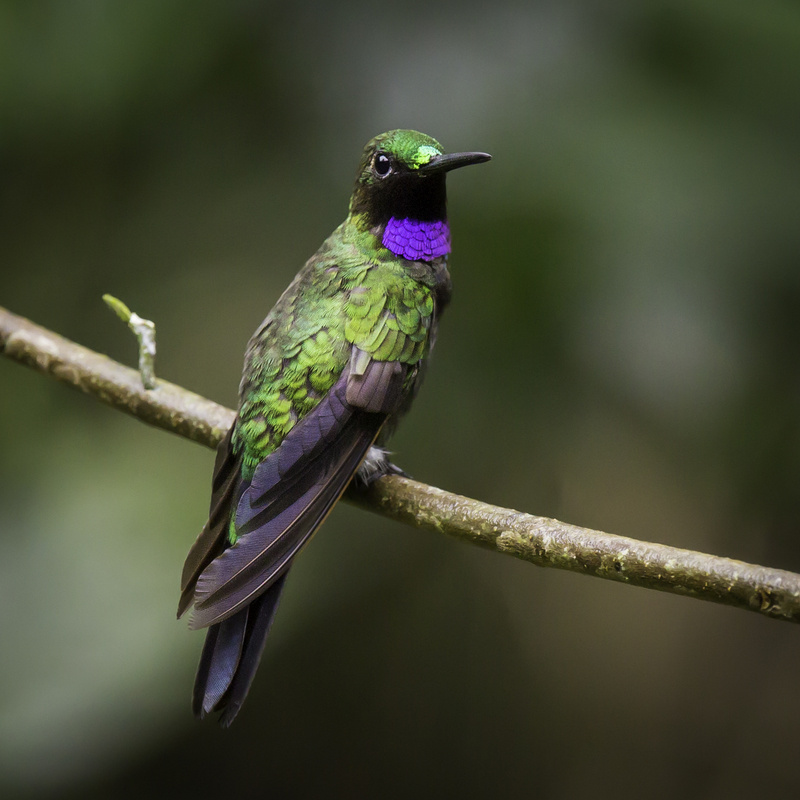 picaflor_brillante_AD4A1573.jpg :: Black-throated Brilliant (Heliodoxa schreibersii), Arena Blanca, Alto Mayo Protected Forest, Peru.