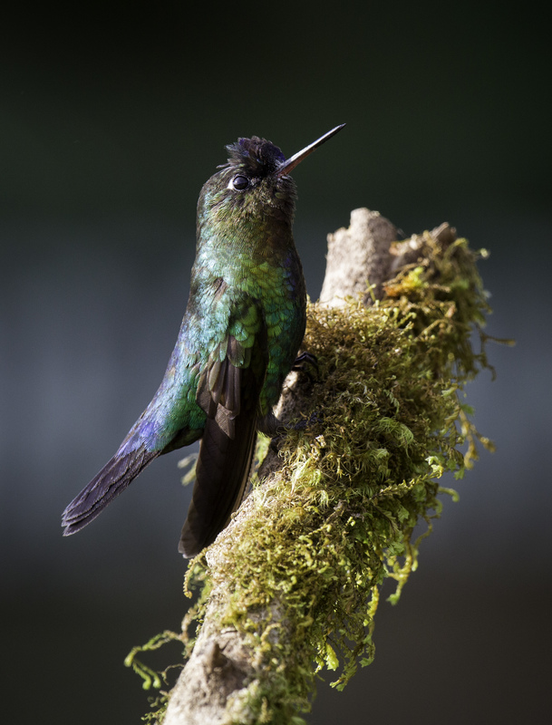 picaflor_costa_rica_AD4A6159.jpg :: Fiery-throated Hummingbird (Panterpe insignis), Talamanca Mountain Range, Costa Rica.