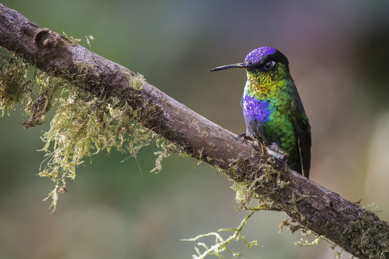 picaflor_costa_rica_AD4A6216.jpg :: Fiery-throated Hummingbird (Panterpe insignis), Talamanca Mountain Range, Costa Rica.