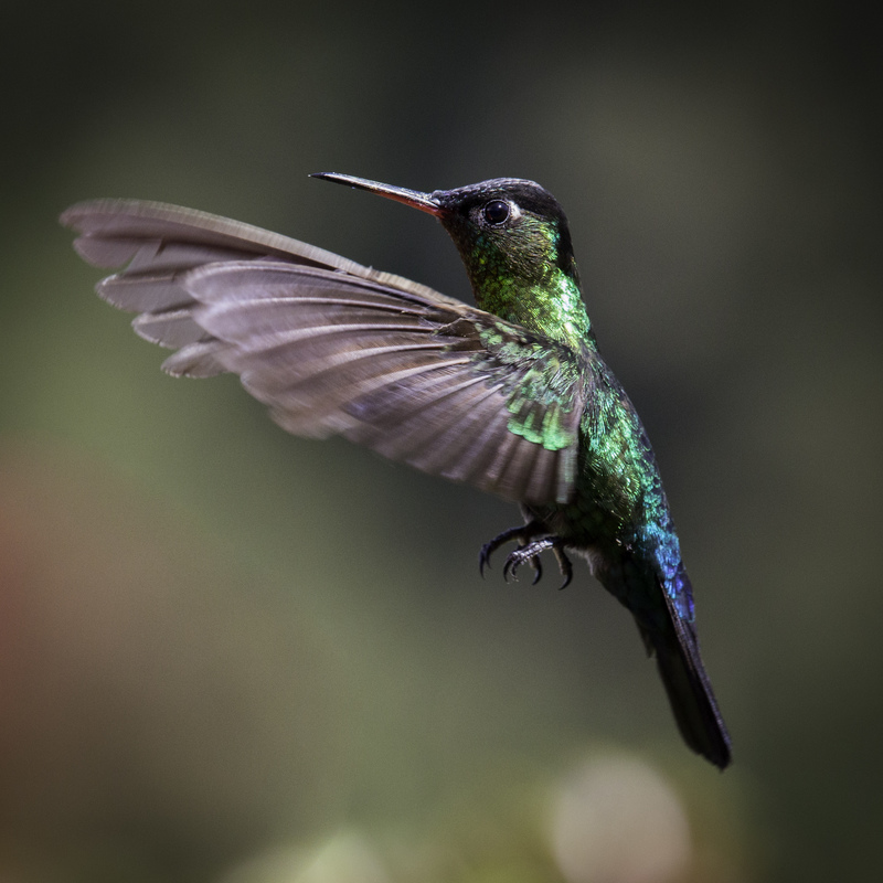 picaflor_costa_rica_AD4A7903.jpg :: Fiery-throated Hummingbird (Panterpe insignis), Talamanca Mountain Range, Costa Rica.