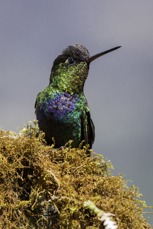 picaflor_costa_rica_AD4A8050.jpg :: Fiery-throated Hummingbird (Panterpe insignis), Talamanca Mountain Range, Costa Rica.