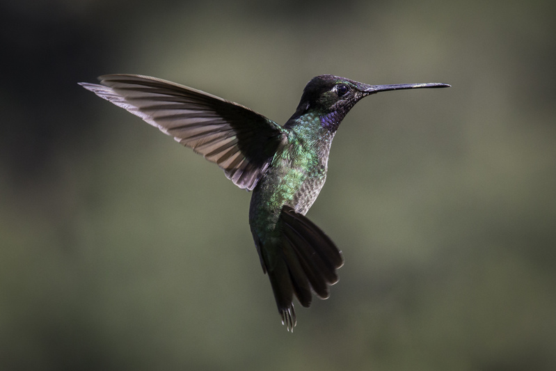 picaflor_costa_rica_AD4A8205.jpg :: Talamanca Hummingbird (Eugenes spectabilis), Talamanca Mountain Range, Costa Rica.