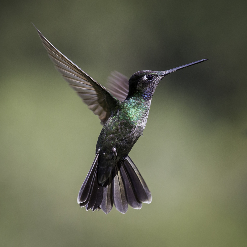 picaflor_costa_rica_AD4A8296.jpg :: Talamanca Hummingbird (Eugenes spectabilis), Talamanca Mountain Range, Costa Rica.