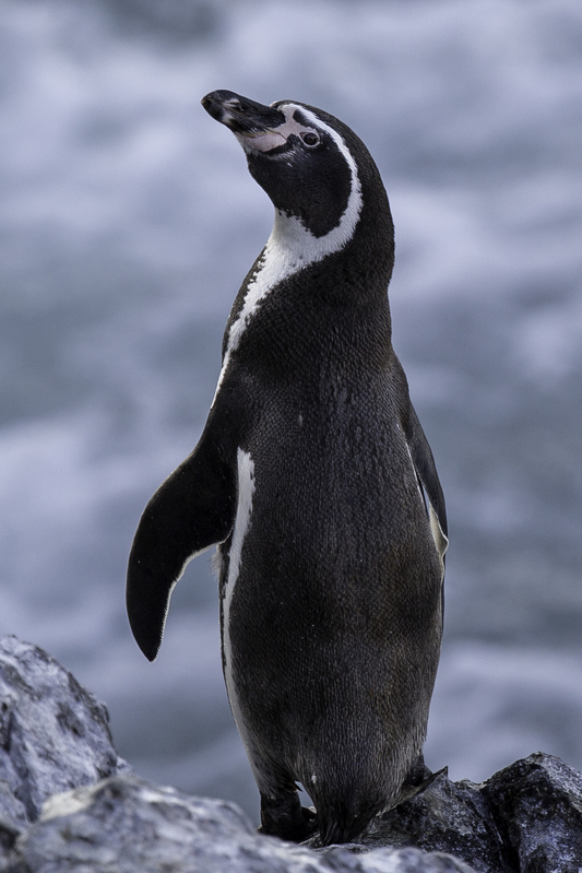 pinguinoAD4A1019.jpg :: Humboldt Penguin (Spheniscus humboldti), Illescas, Peru.