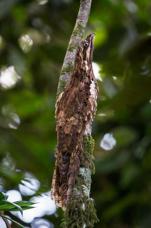 potoo_AD4A75711.jpg :: Long-tailed Potoo (Nyctibius aethereus), Cordillera Escalera Regional Conservation Area, Peru.
