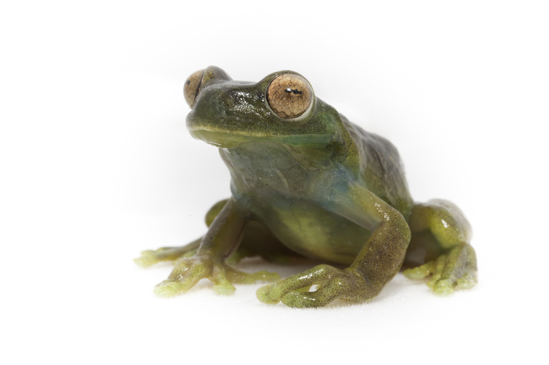 rana_AD4A4186.jpg :: Roque tree frog (Hyloscirtus phyllognathus), Alto Mayo Protected Forest, Peru.