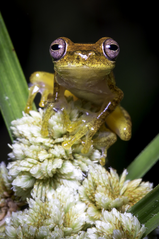 rana_AD4A4729.jpg :: Osteocephalus spp, Alto Mayo Protected Forest, Peru.
